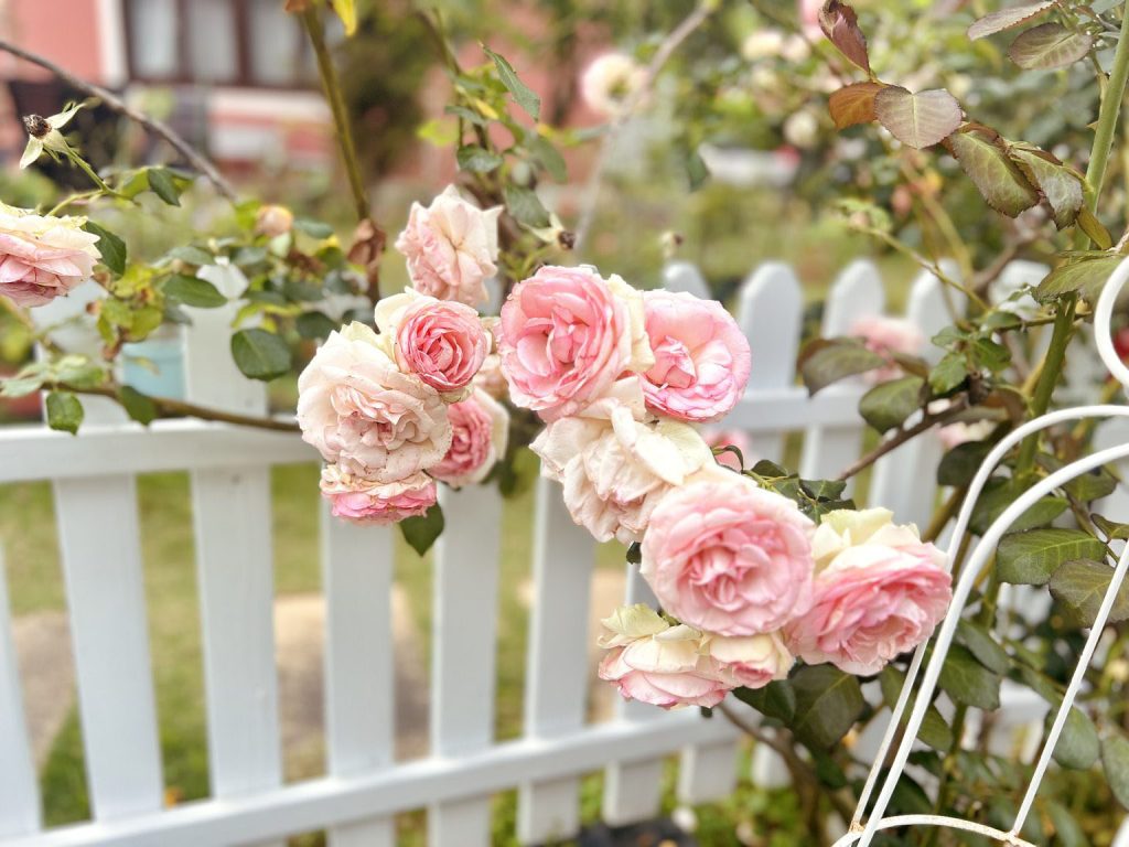 [Ceréna莫笑] fairyland.tw 台灣建築考察 - 彰化田尾紅房子英式建築與玫瑰花園攝影