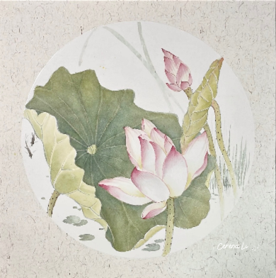 荷花 Nelumbo Nucifera